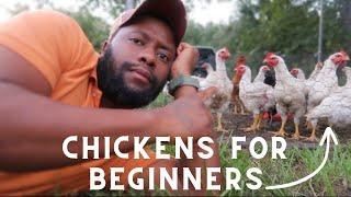 The Basics of Raising Chickens for Beginners