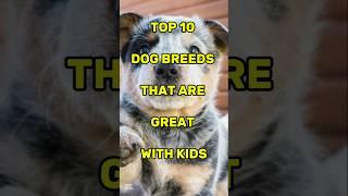 TOP 10 DOG BREEDS THAT ARE GOOD WITH KIDS