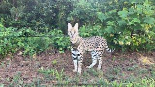 Wild Feral Serval Cat on a Leash