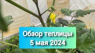 5 мая 2024 ЗАЦВЕЛИ ТОМАТЫ В ТЕПЛИЦЕ