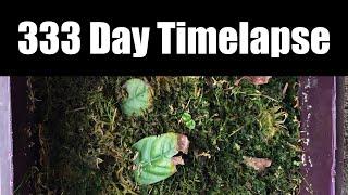 333 Day Timelapse Psychotria Viridis