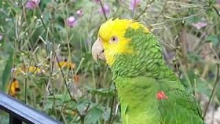 Toby the Parrot talking, Riverside Park Garden (short)