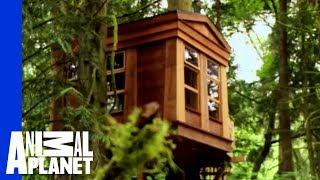 An Ancestral, Tribal Treehouse | Ultimate Treehouses