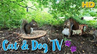 Entertain your Pets | Squirrels eat at the TINY CABIN | 10-Hour Cat & Dog TV