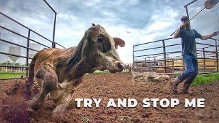 Life in the Pens Sorting Savage Cattle!