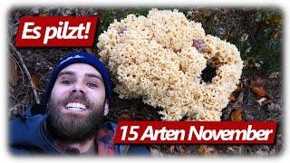 Pilze ohne Ende | Monster Glucke, Parasol, Steinpilze und mehr | 15 Arten im November Wald