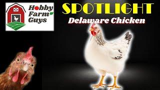 HFG Farm Animal Spotlight: Delaware Chicken