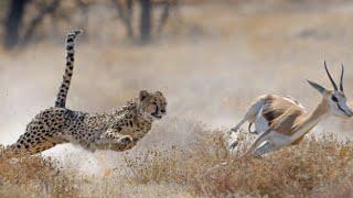 When amazing animals go head-to-head in the wild... 