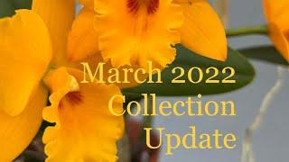 Orchid Collection Update: March 2022; Bonus Monarch Content