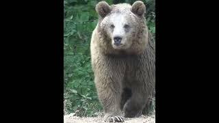 5 facts about grizzly bears #factaboutanimals #animals #wildlife #facts #amazing #bears