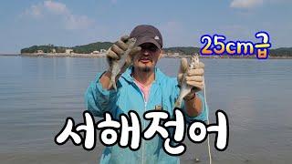 투망! 충남보령 대왕 서해전어가 나옵니다! cast net fishing