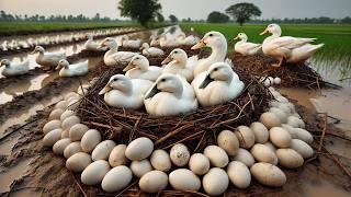 How to Start an Organic Duck Egg Business - Duck Farm Business