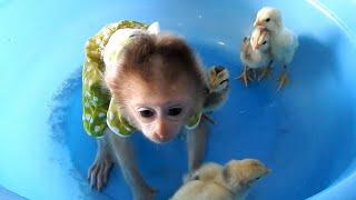 Mom Keep Monkey Dody To play With Baby Chickens In Bowl, But he feel Not Yet Accept Chicken