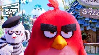 Angry Birds - O Filme: Controle de Raiva (Marcelo Adnet, Fábio Porchat, Dani Calabresa)