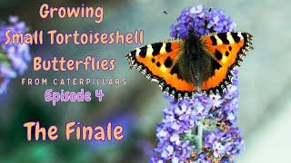 Small Tortoiseshell Butterflies - Transformation & Release