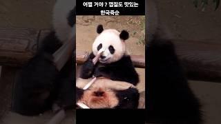 2025년 6월 4일 어쩔 거야. 껍질도 맛있는 한국죽순 후이바오