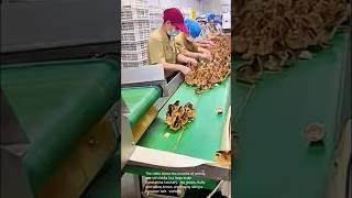 Hatchery hustle: sorting day-old chicks on a conveyor belt