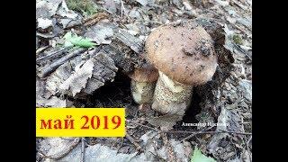 Где и когда собирать грибы весной подберезовики бабки в Украине под Киевом май 2019