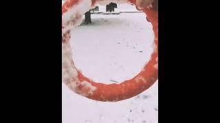 Wire fox terrier dog Artemida - winter queen ️