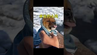 流浪小狗躺在雪地里就快要被凍僵了，沒想到「媽媽」的速度卻比死神快。 #animals #cute #dog#shorts