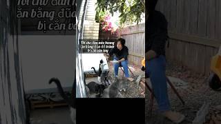 Cat Roasts Vietnamese Mom! (VietSub) #shorts #cat #catlover #vietnamese #feedshorts @UnfilteredV