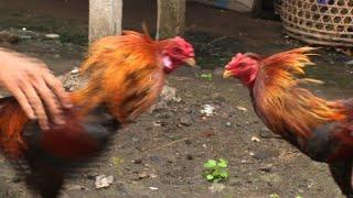 Volcanic eruptions no match for cockfighting, Bali-style