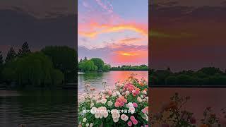 Happy Sunday