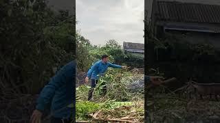 Cutting down tree ,clean up free, #cleanup #cuttingdowntrees #cuttingdowntrees