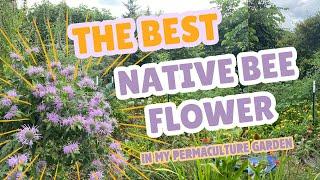 The Best Bumblebee Plant in My Permaculture Garden