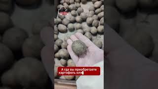 Беларусь лишилась своего главного бренда. В стране не осталось картошки #беларусь #belarus #картошка
