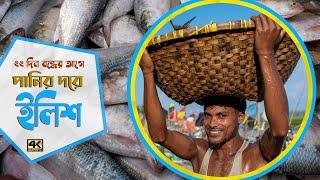 ২২ দিন বন্ধের আগে বাজারে পানির দরে ইলিশ/ Hilsa market goes down before 22 days ban #Balaram_Mahalder