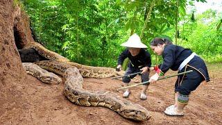 Dwarf family harvesting cassava unexpectedly encountered a giant python molting | Harvesting joy