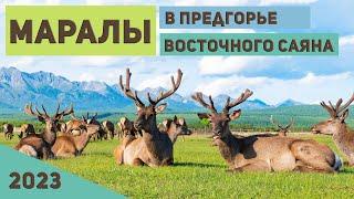 Курорт Аршан. Маралы в предгорье Восточного Саяна. Благородные олени. #Аршан