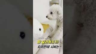 배추시비걸다 #강아지 #반려견