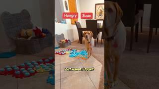 Is my TALKING DOG HANGRY?! #shorts #dogshorts #talkingdog #smartdog