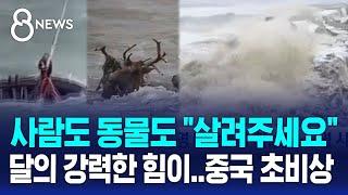 사람도 동물도 "살려주세요"…달의 강력한 힘에 중국 초비상 / SBS 8뉴스