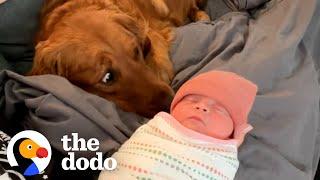 Golden Retriever Thought The Baby Stuff Was For Him | The Dodo