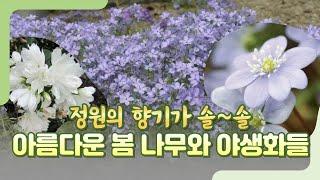 정원의 향기가 솔솔~ 아름다운 봄 나무와 야생화들