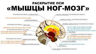 РАСКРЫТИЕ ОСИ "МЫШЦЫ НОГ- МОЗГ"