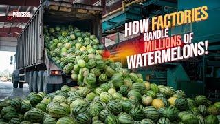 How MILLIONS of WATERMELONS are Harvested & Processed | Watermelon Farming