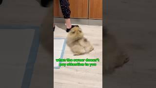 when the dog owner does not pay attention to you  #funny #pomernian