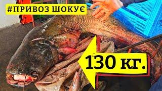 ️ ОДЕСЬКИЙ ПРИВОЗ ШОКУЄ  СОМ ГІГАНТ 130 кг.  КАМБАЛА  КЕФАЛЬ  ОГЛЯД 27.05.2025 