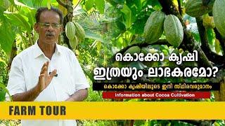 കൊക്കോ കൃഷി ഇത്രയും ലാഭകരമോ? Information about Cocoa Cultivation | Cocoa Farm | Bell Mount Chocolate