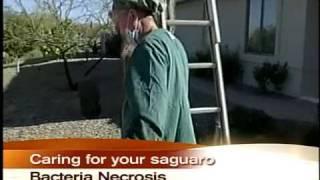 The Cactus Doctor shares info on caring for your saguaro.