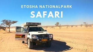 Selbstfahrer Safari: LÖWEN ganz nah im Etosha Nationalpark | Camper Roadtrip Namibia #4