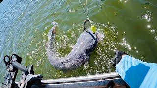 HUGE Catfish DESTROYS the Bait