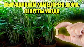 ХАМЕДОРЕЯ Будет Расти Как Бешеная! Секреты По Уходу За БАМБУКОВОЙ ПАЛЬМОЙ