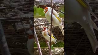 Goldfinch mutations #birds #bird #nature #animals