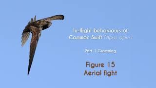 COMMON SWIFT - In flight grooming - FIGURE 15 : Aerial fight