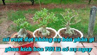 sứ vượt đọt non không có nụ bón phân gì... phun kích hoa 701 là có nụ ngay chuẩn Tết